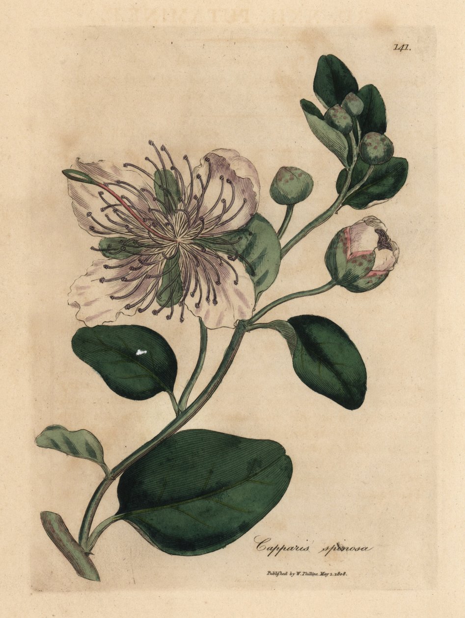Câprier à fleurs blanches, Capparis spinosa - James Sowerby