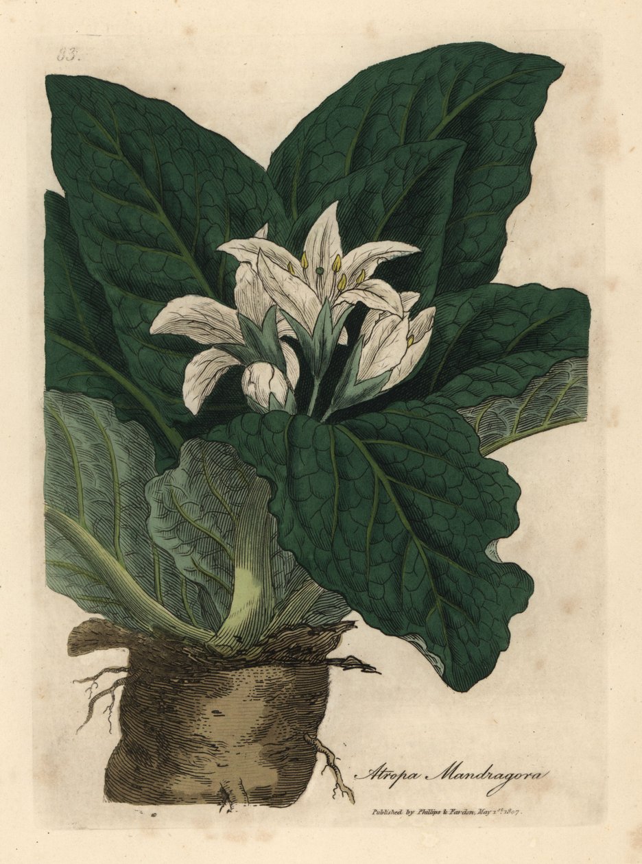 Mandragore à fleurs blanches, Atropa mandragora - James Sowerby