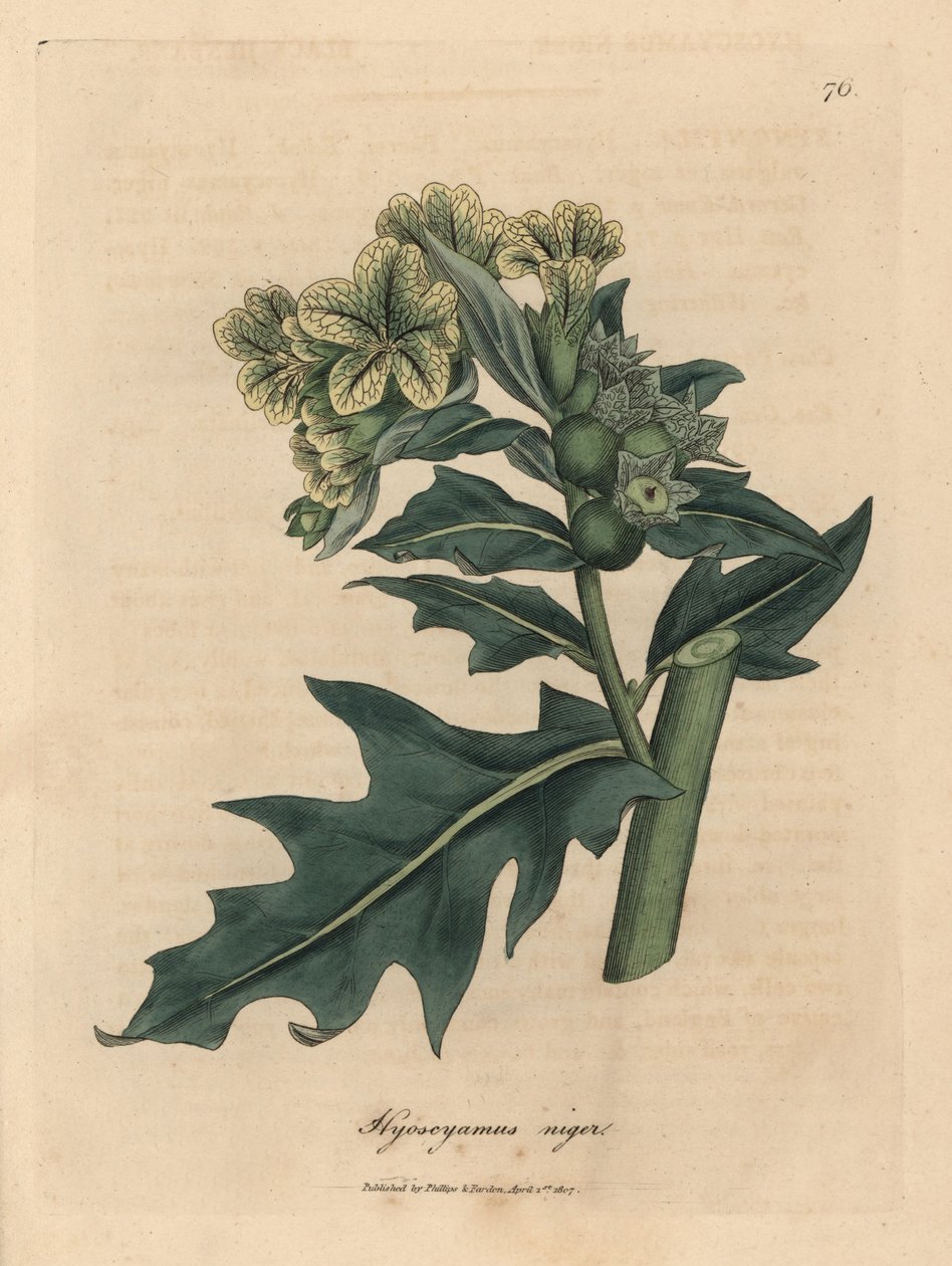 Hyoscyamus niger - James Sowerby