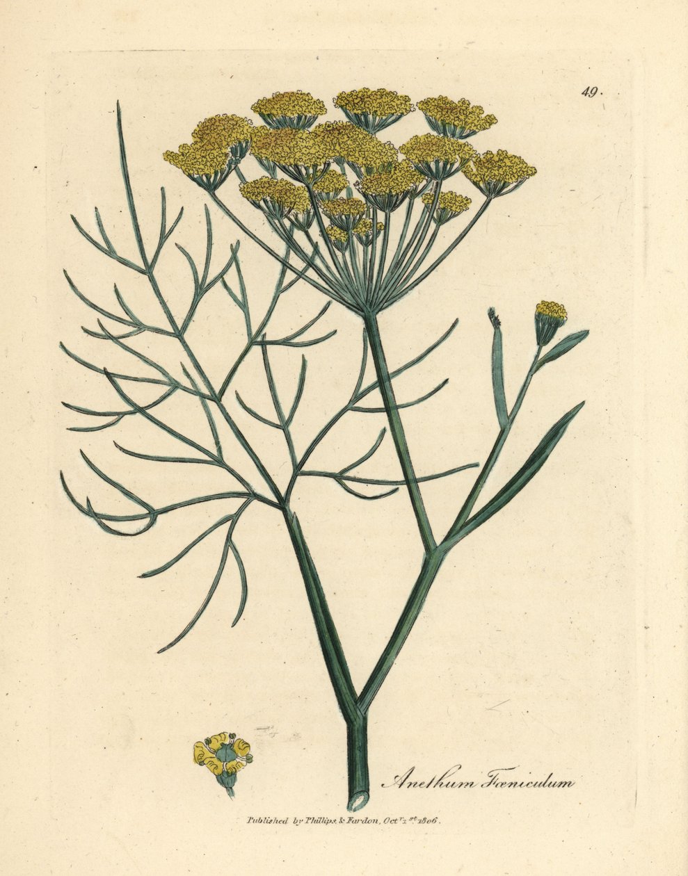 Fenouil à fleurs jaunes, Anethum foeniculum - James Sowerby