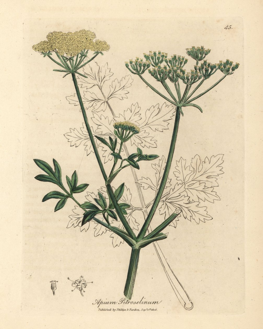Apium petroselinum - James Sowerby