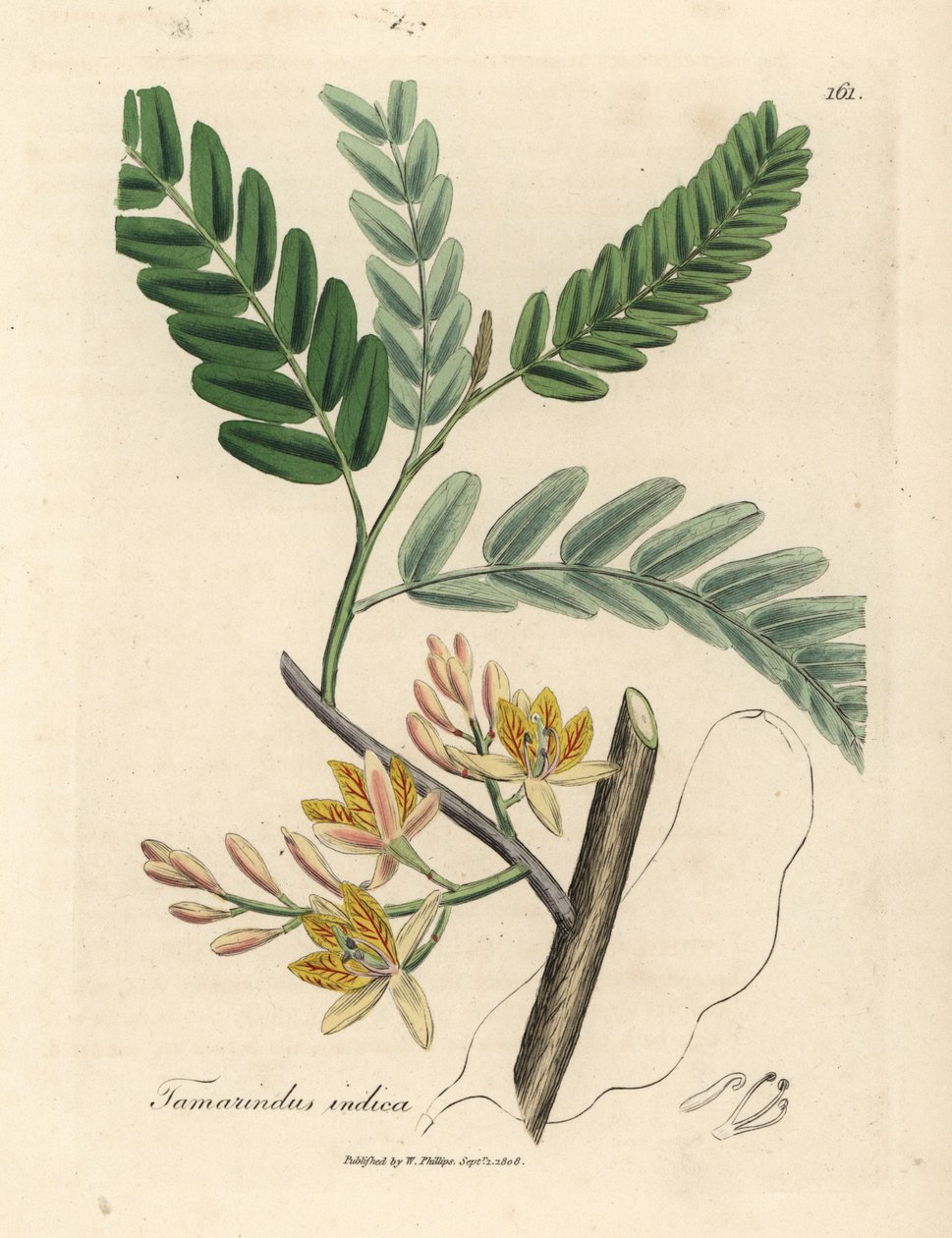 Tamarindus indica - James Sowerby