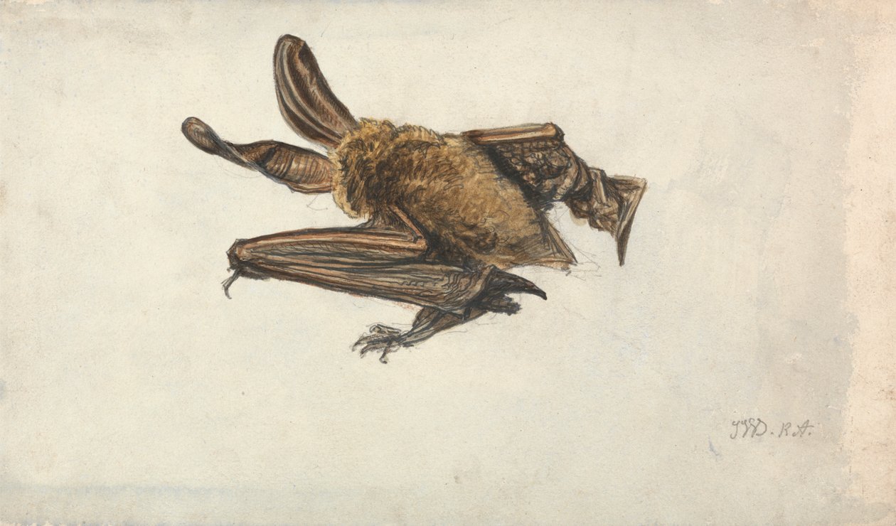 Une chauve-souris brune à longues oreilles (Plecotus auritus) - James Ward