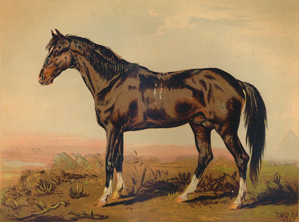 Un cheval Dongola - James Ward