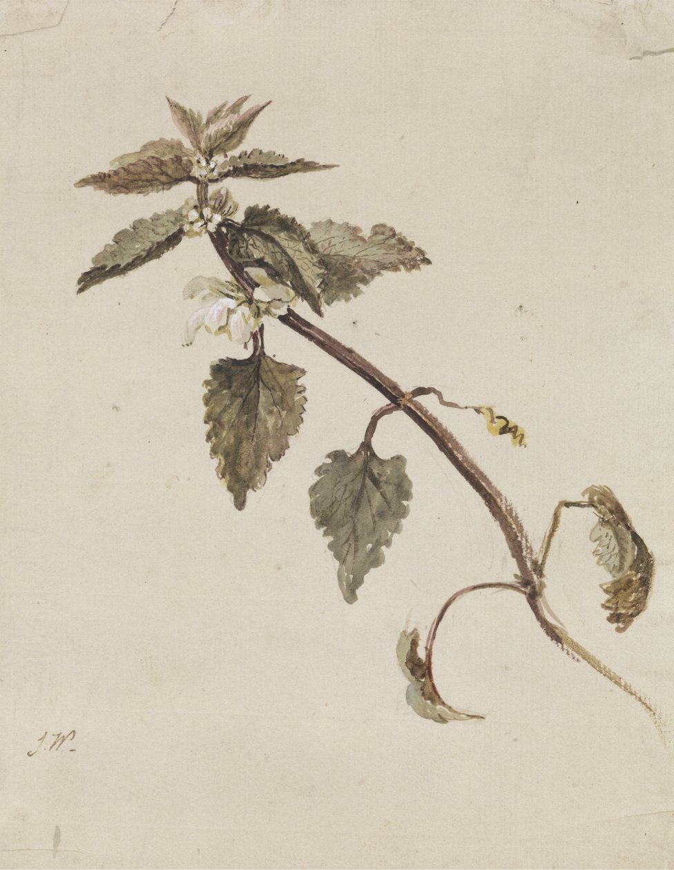 Une branche feuillue - James Ward