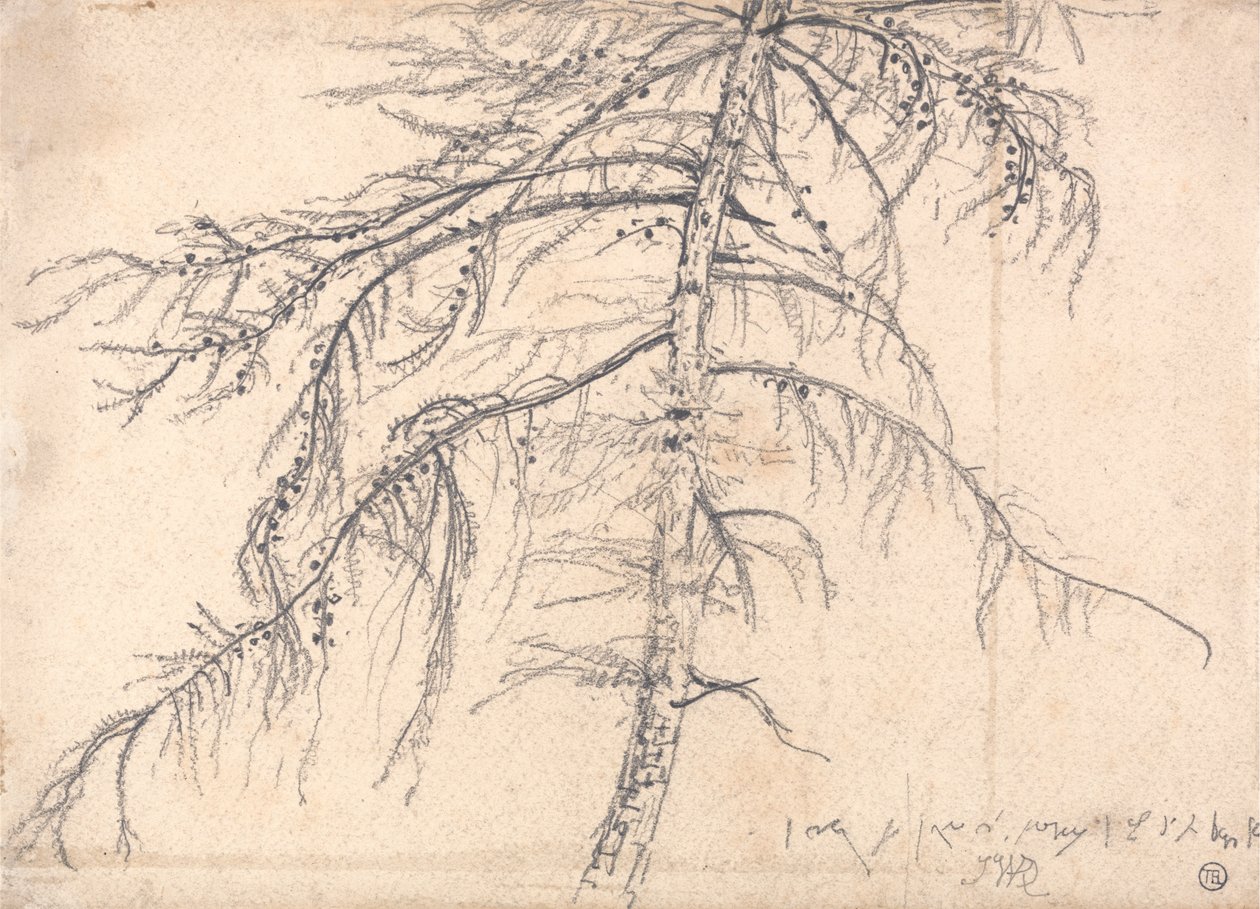 Mélèze - James Ward