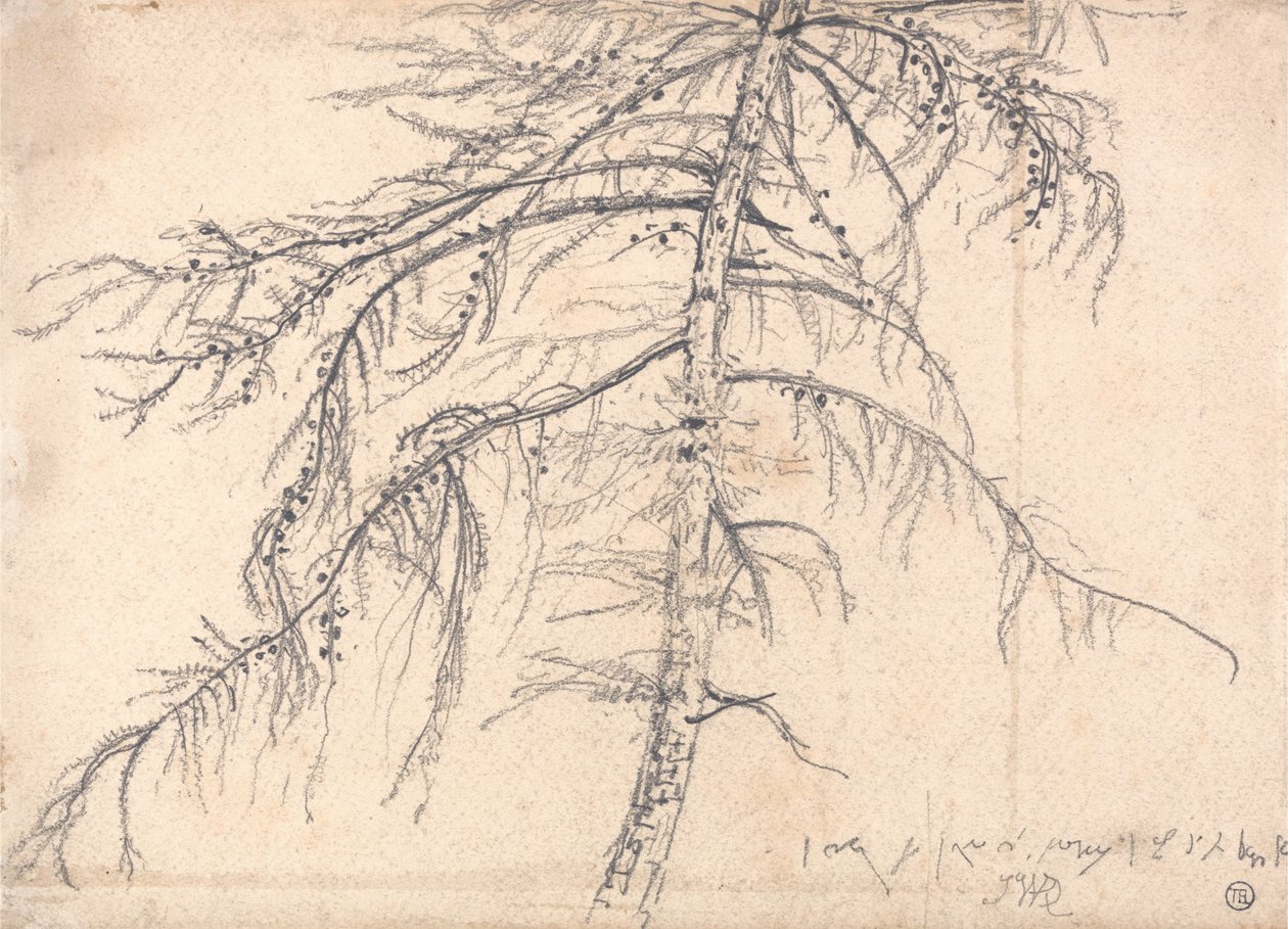 Mélèze - James Ward