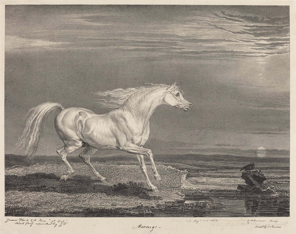 Marengo - James Ward