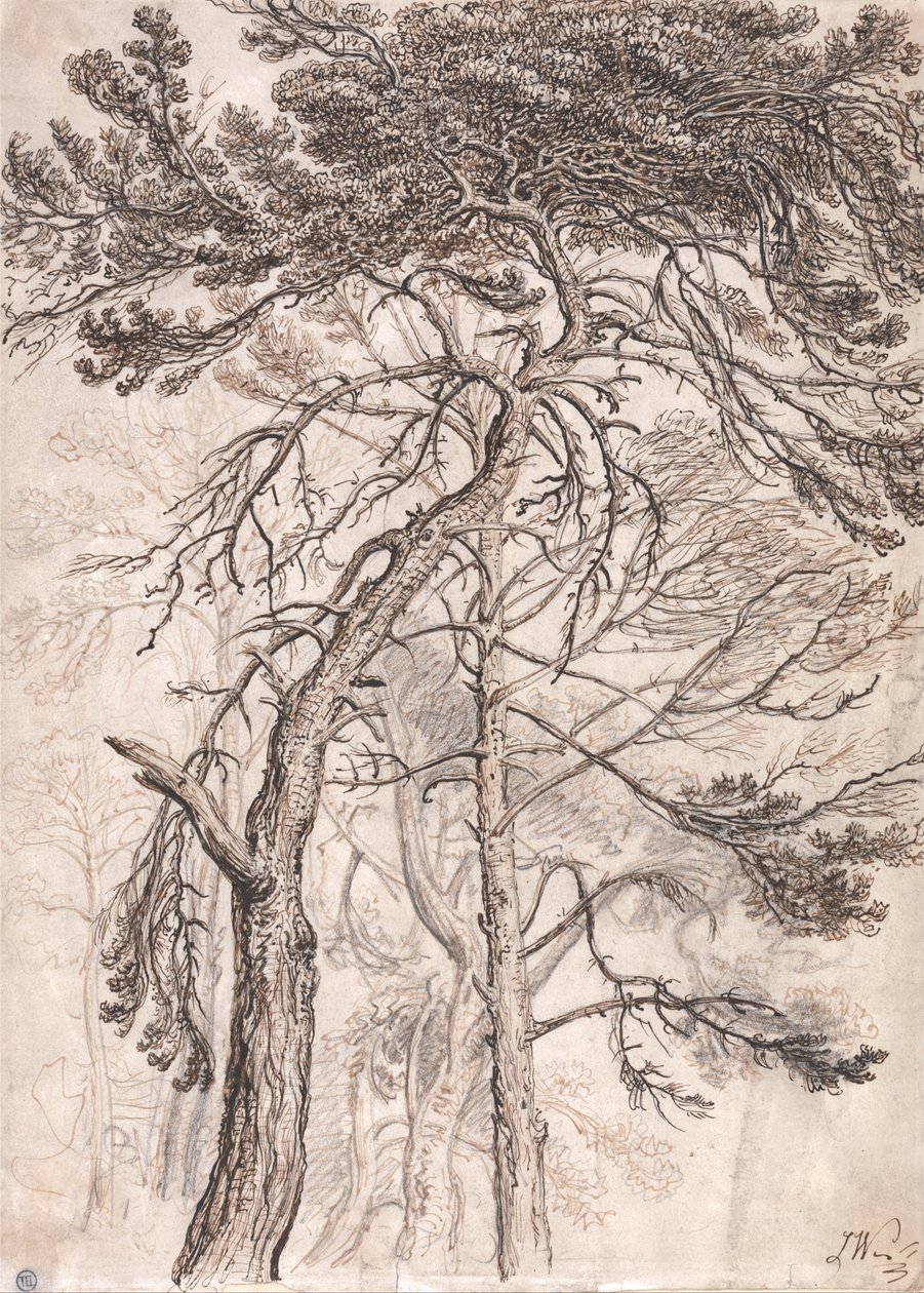 Étude des arbres - James Ward