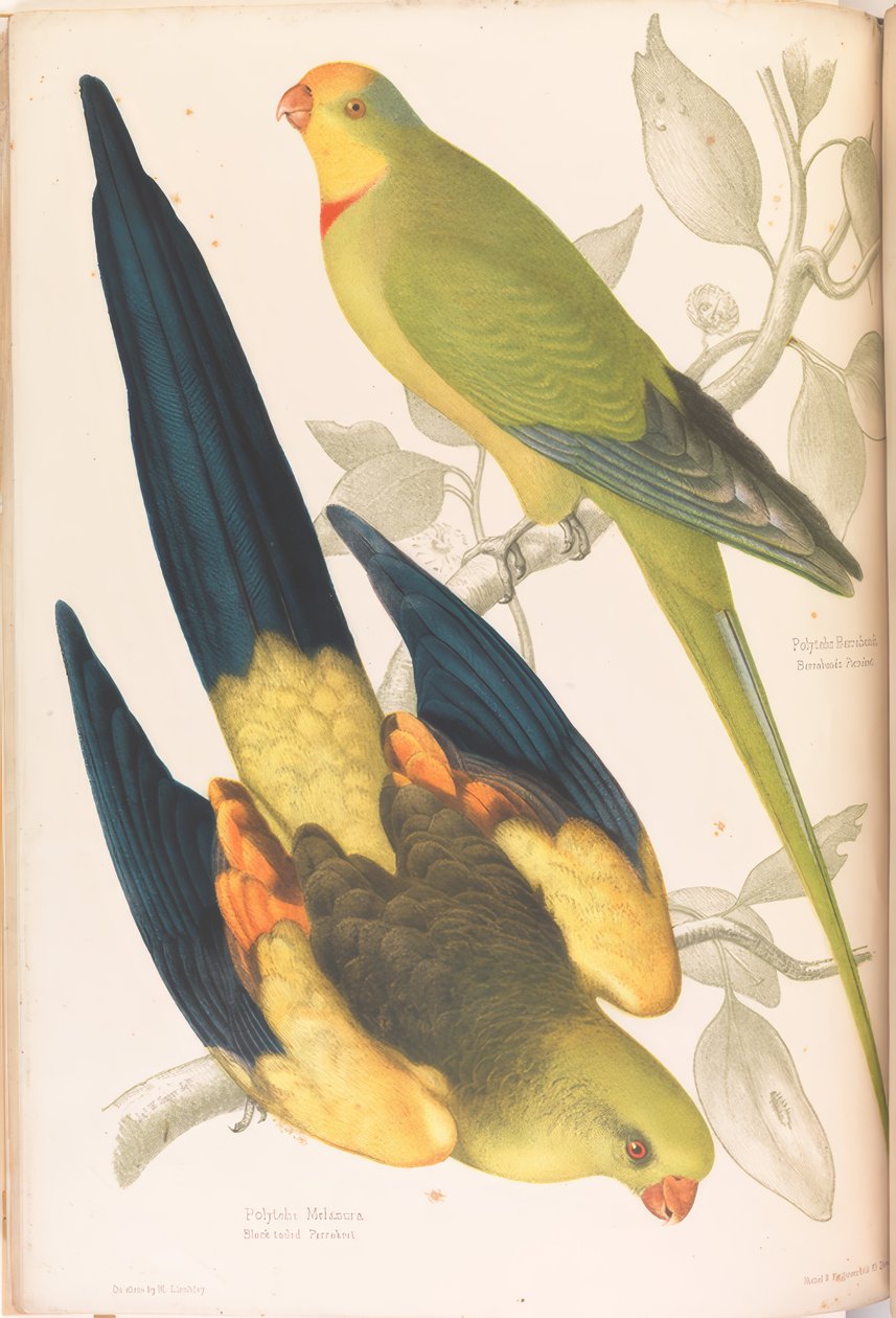 Perruche à queue noire et perruche à ailes vertes - James Whitley Sayer