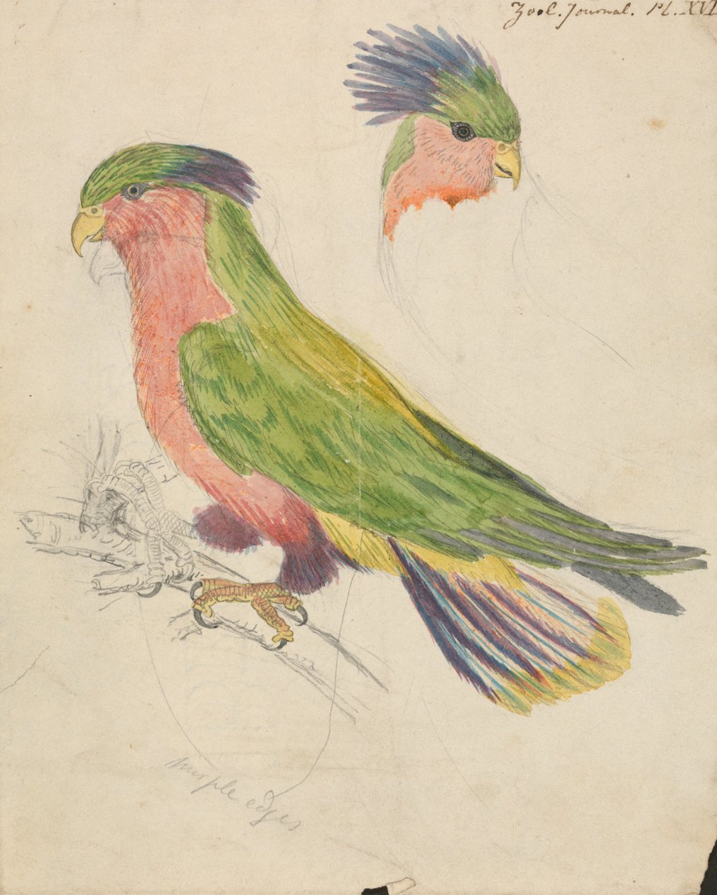 Un cacatoès - James de Carle Sowerby