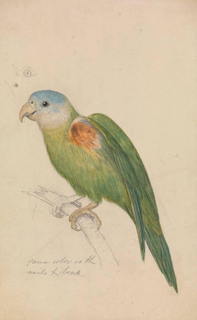 Un perroquet - James de Carle Sowerby