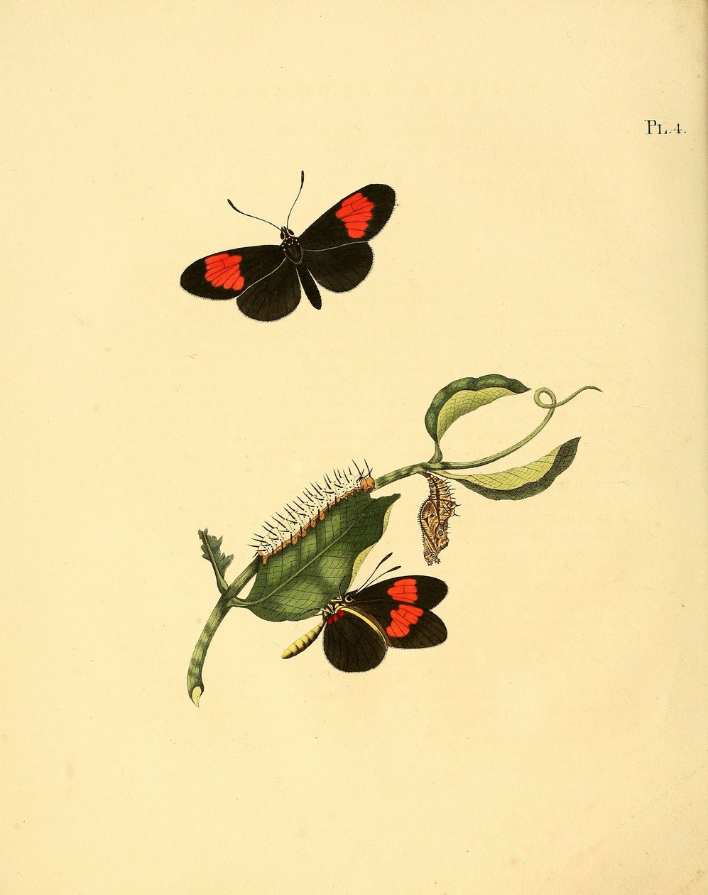 Heliconius melpomene - Jan Christiaen Sepp