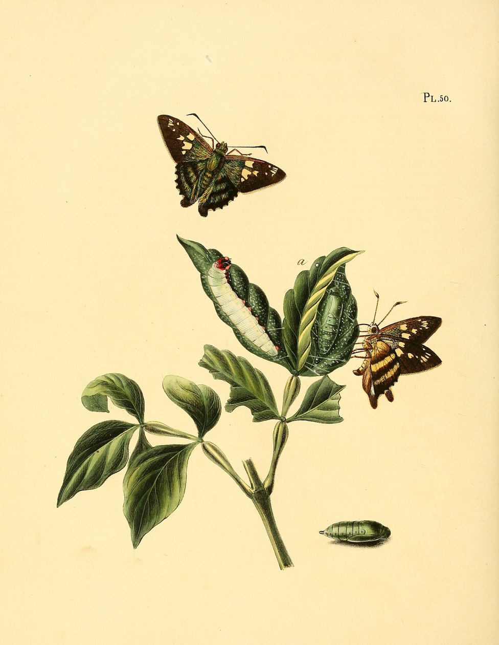 Nascus phocus - Jan Christiaen Sepp
