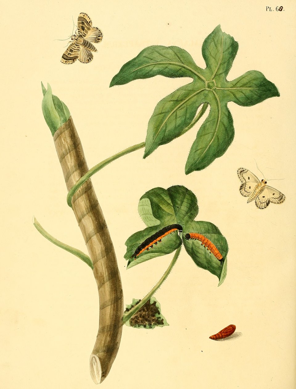 Phalaena ditrapezium - Jan Christiaen Sepp