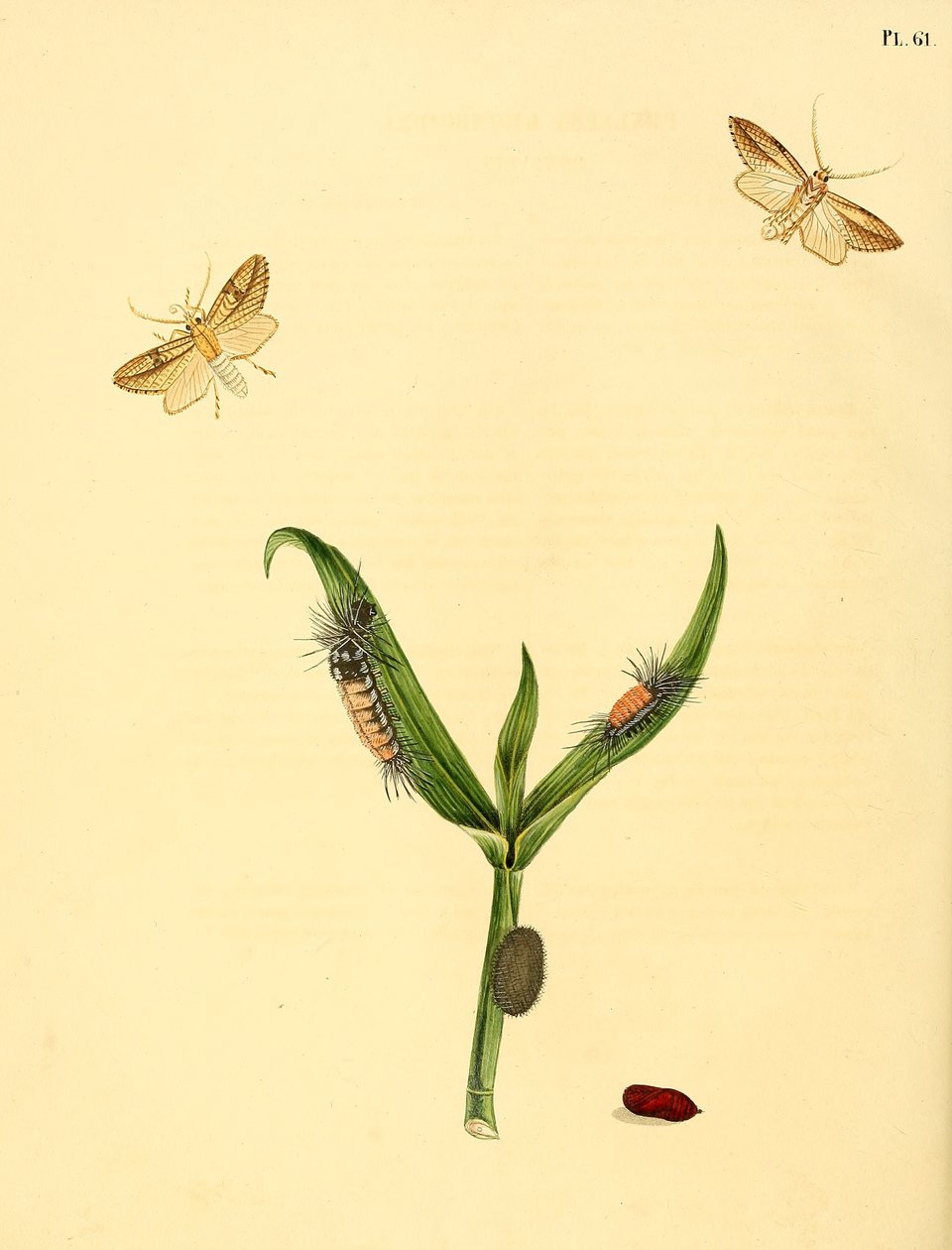 Papillon non identifié, décrit comme Phalaena rhomboidea - Jan Christiaen Sepp