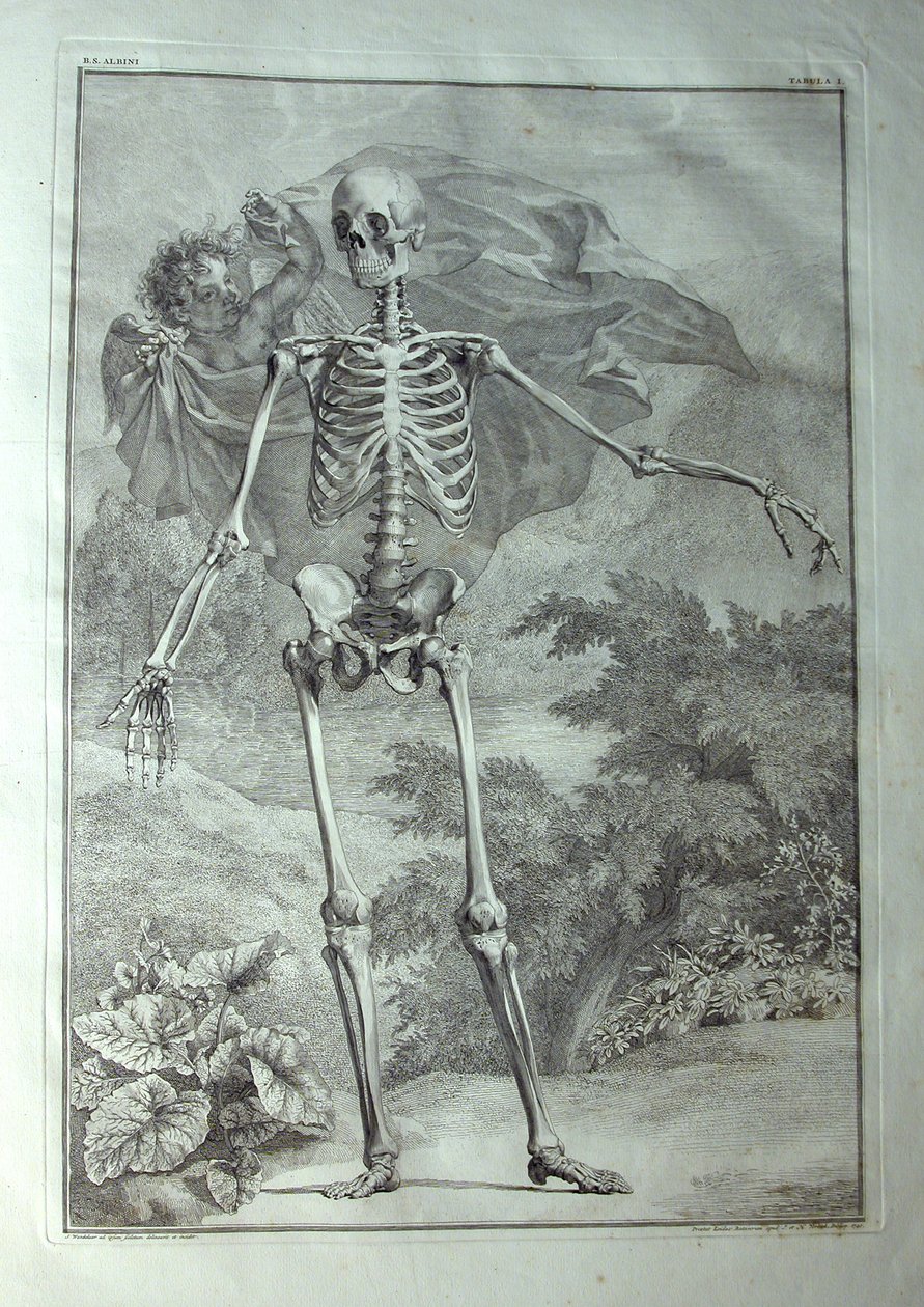 Albinus I, Pl. I : Squelette, illustration de 