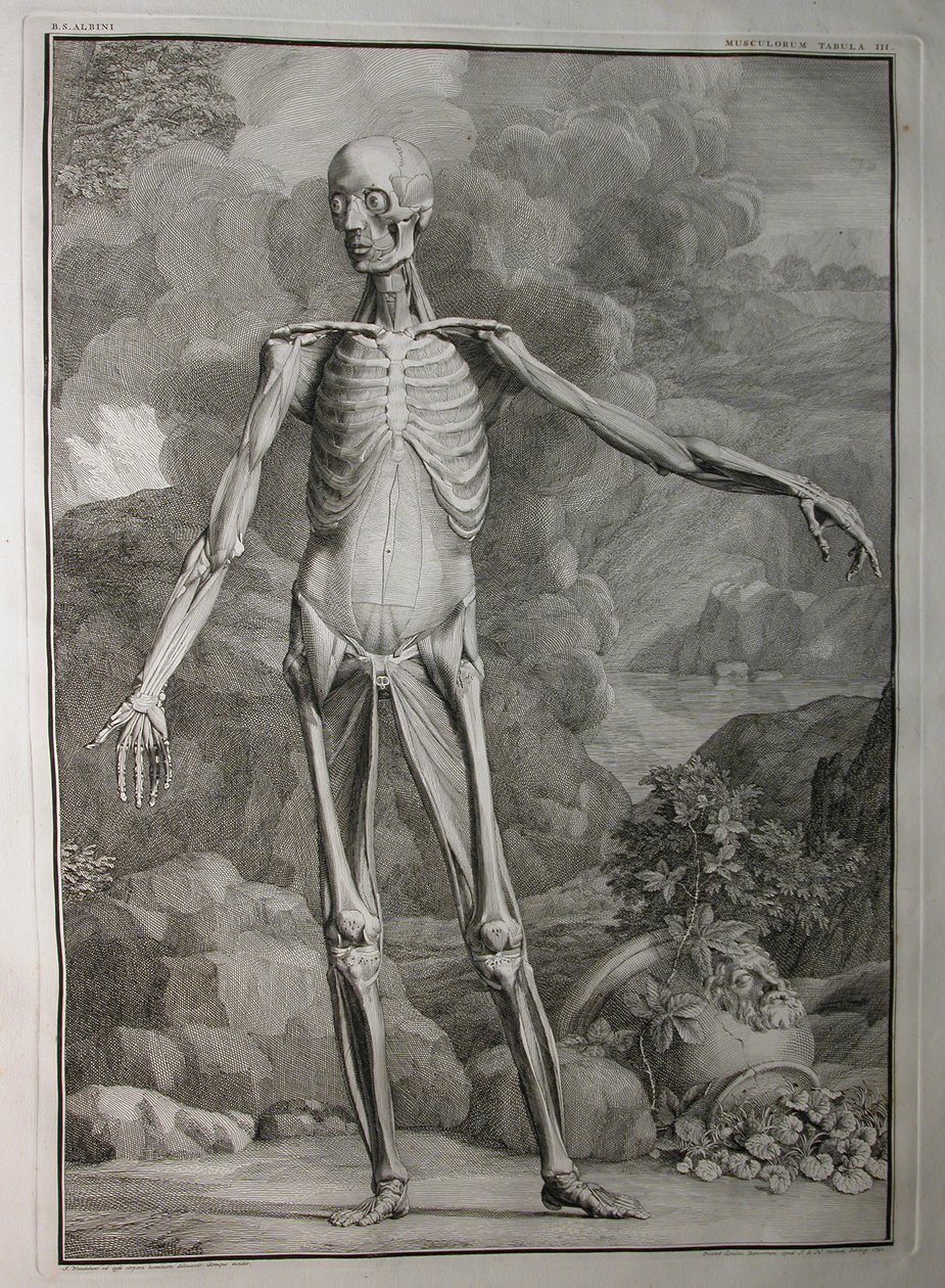 Albinus I, Pl. III : Musculature, illustration de 