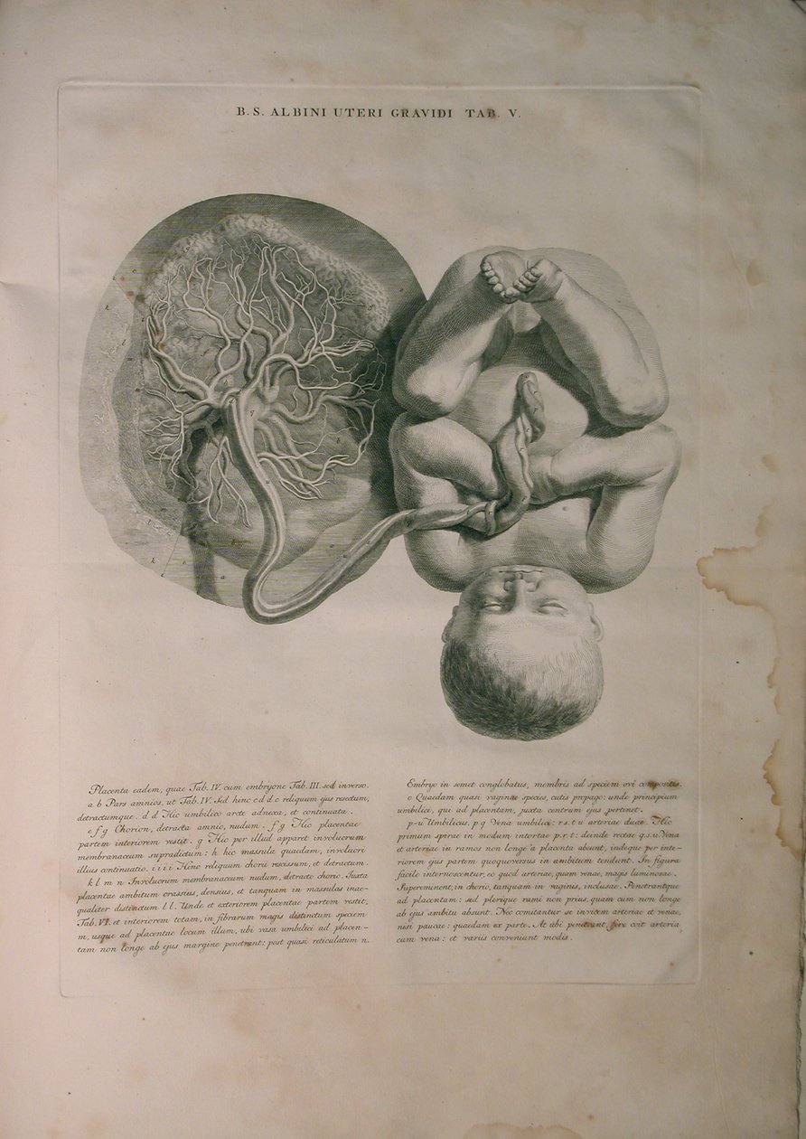 Albinus, Utérus II, Pl. V, illustration de 