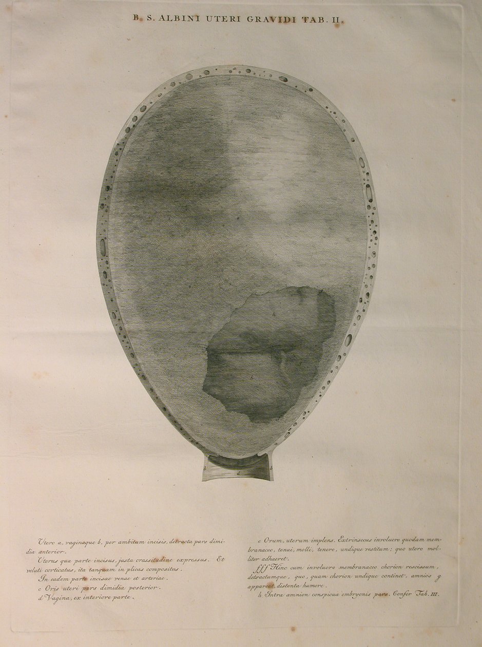 Albinus, Utérus, Pl. II, illustration de 