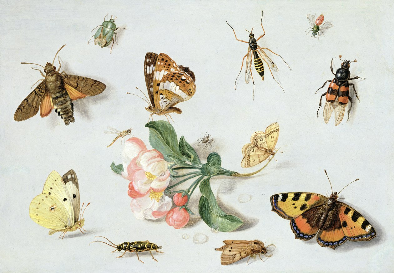 Papillons, mites et autres insectes avec une branche de fleur de pommier - Jan van Kessel the Elder