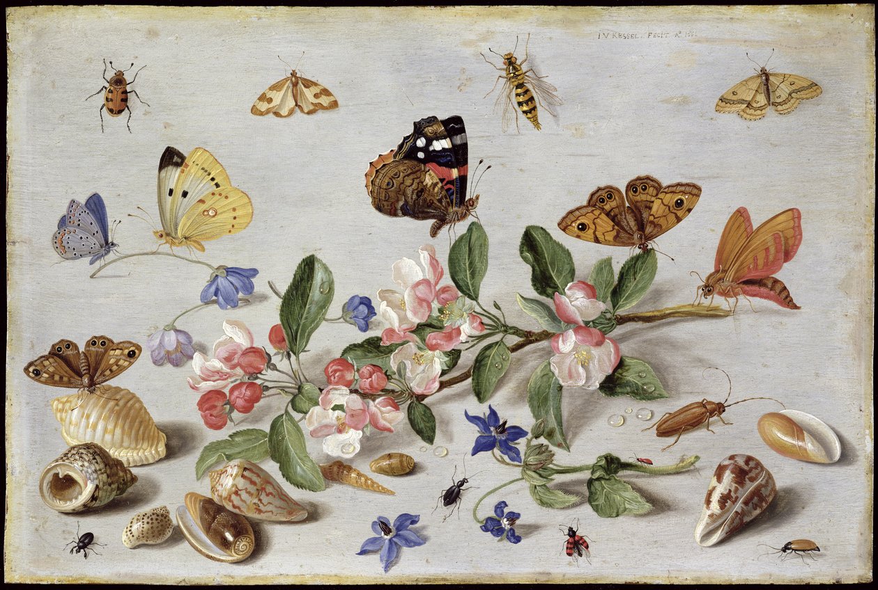 Insectes - Jan van Kessel the Elder