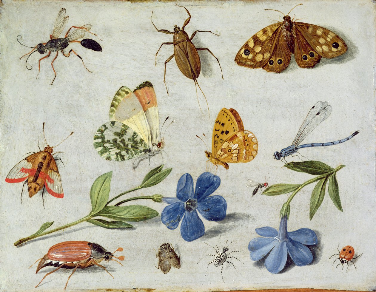 Insectes - Jan van Kessel the Elder