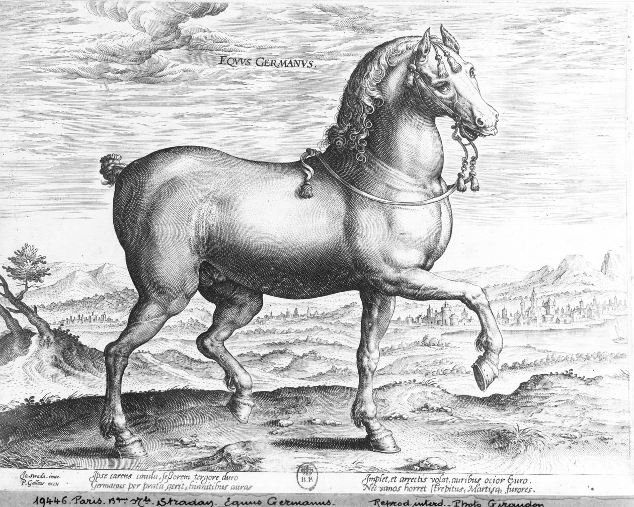 Equus Germanus - Jan van der Straet