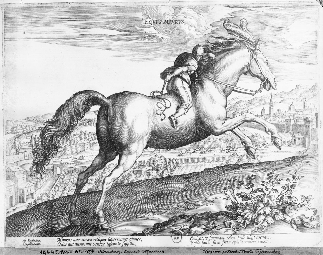 Equus Maurus - Jan van der Straet