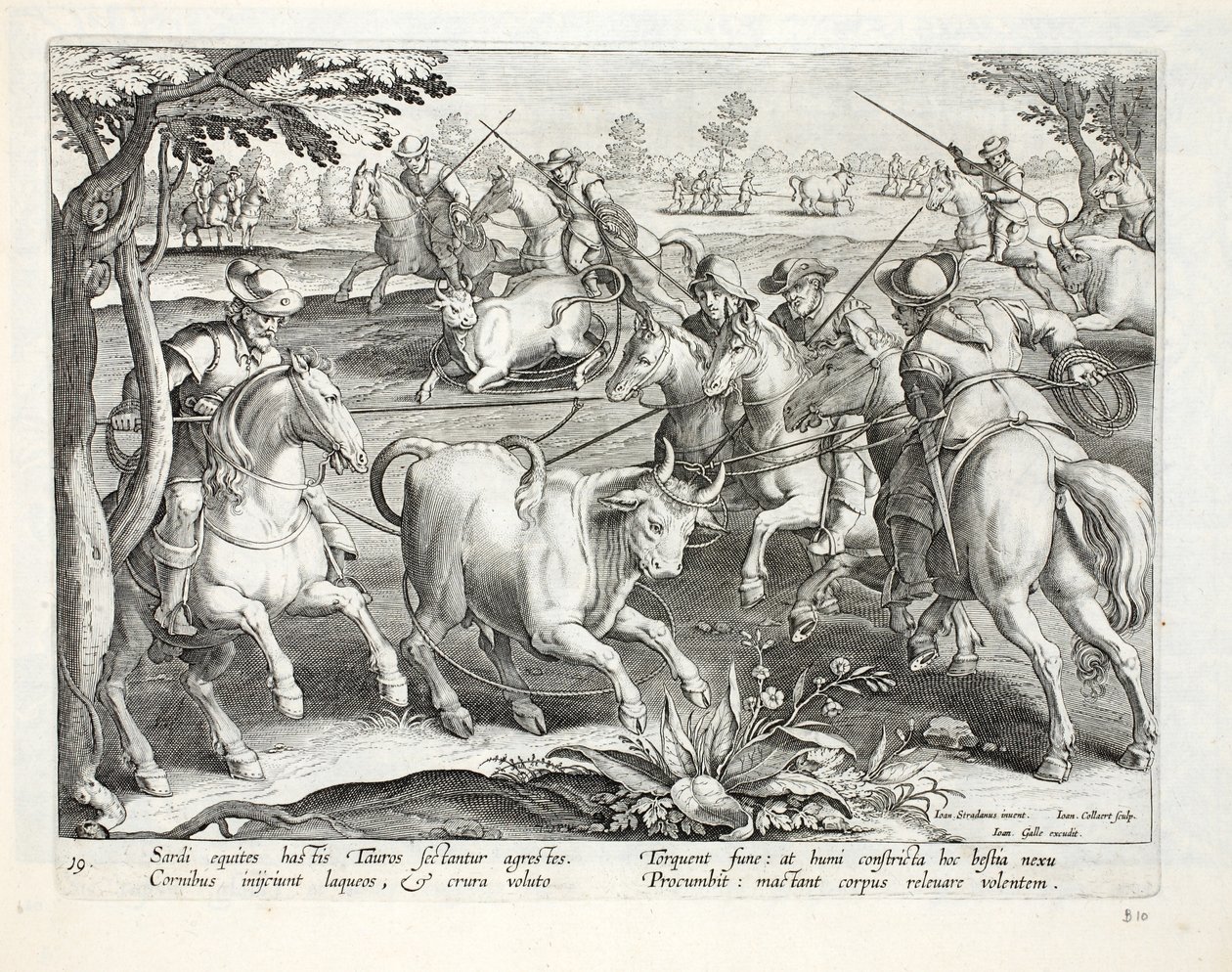 Cavaliers sardes capturant des taureaux avec des cordes, illustration de 