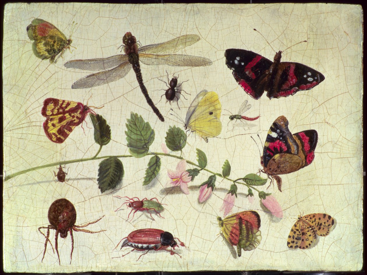 Papillons, insectes et fleurs (panneau) - Jan van Kessel the Elder