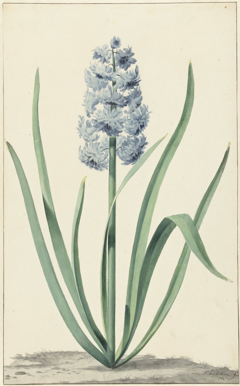 La jacinthe bleue Franciscus Primus - Jan Augustini