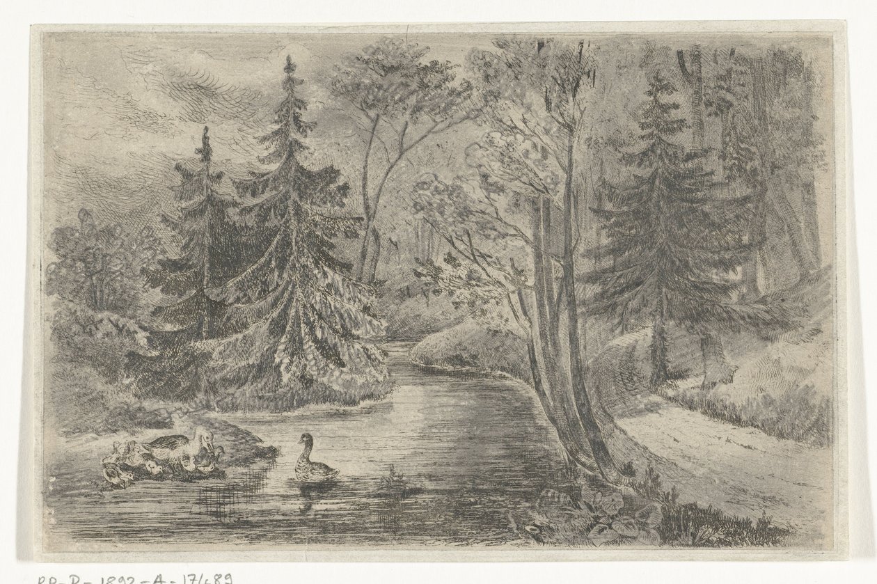 Chemin forestier près d