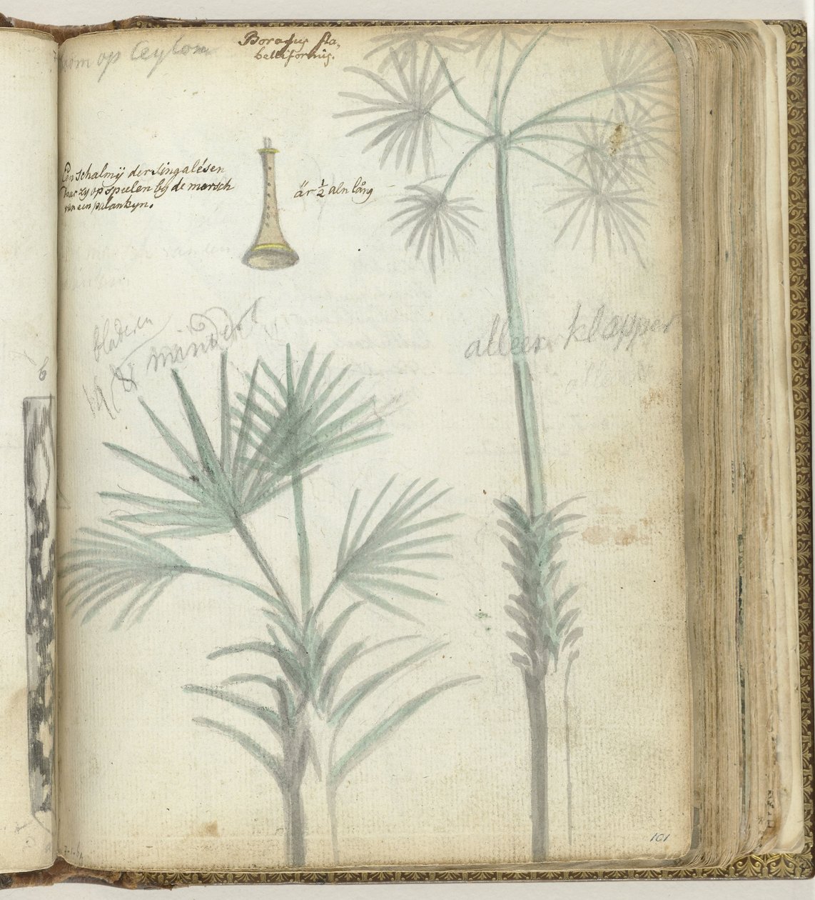 Arbre à Ceylan. Chalumeau cinghalais - Jan Brandes