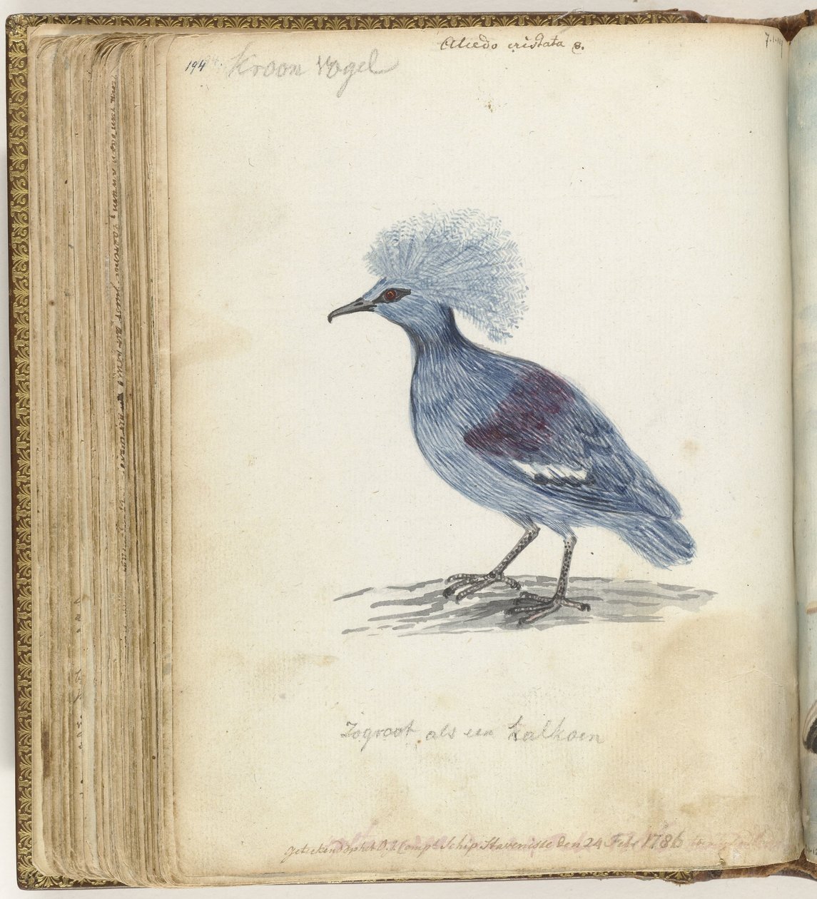 Pigeon couronné - Jan Brandes