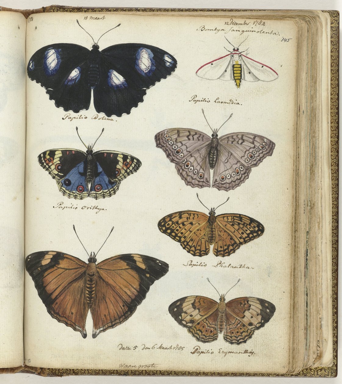 Papillons indiens - Jan Brandes