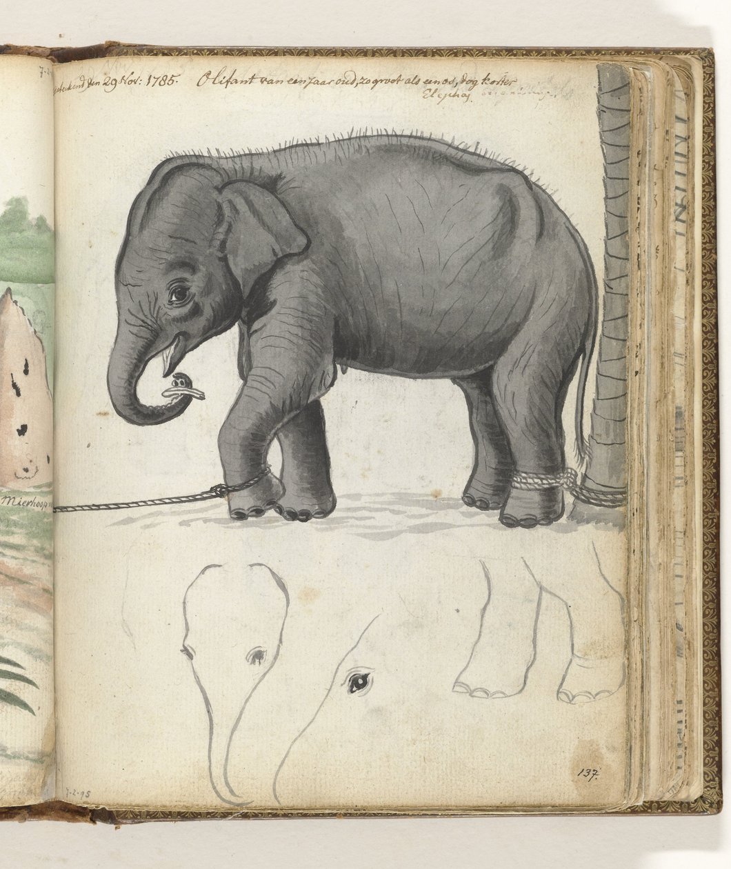 Jeune éléphant près d
