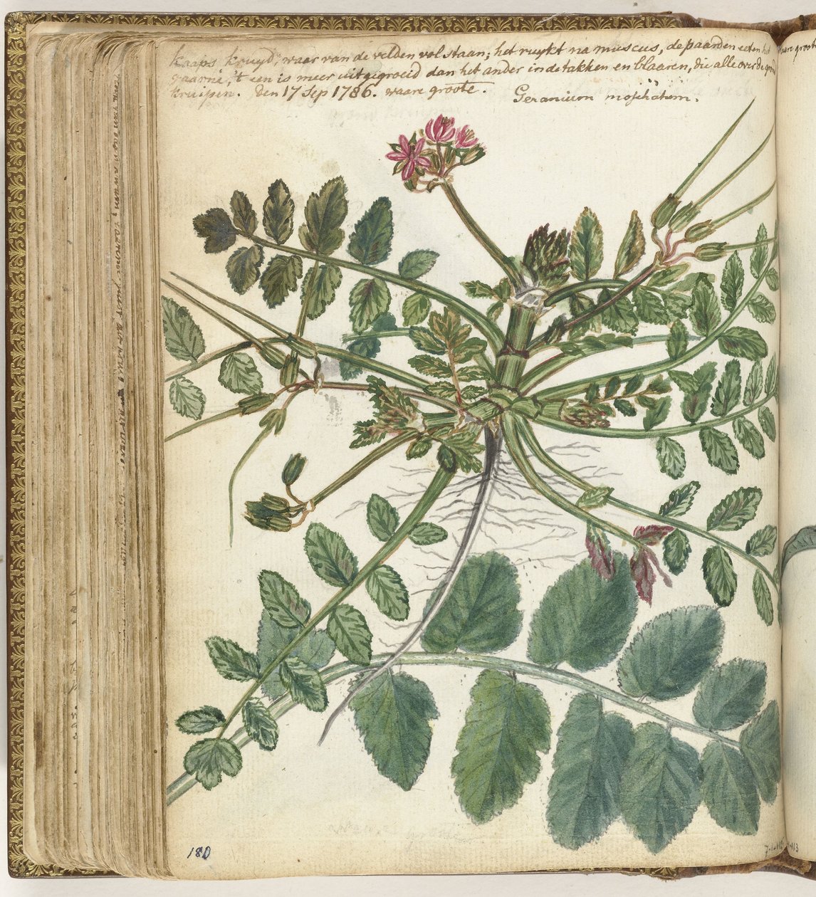 Herbe des prés du Cap - Jan Brandes