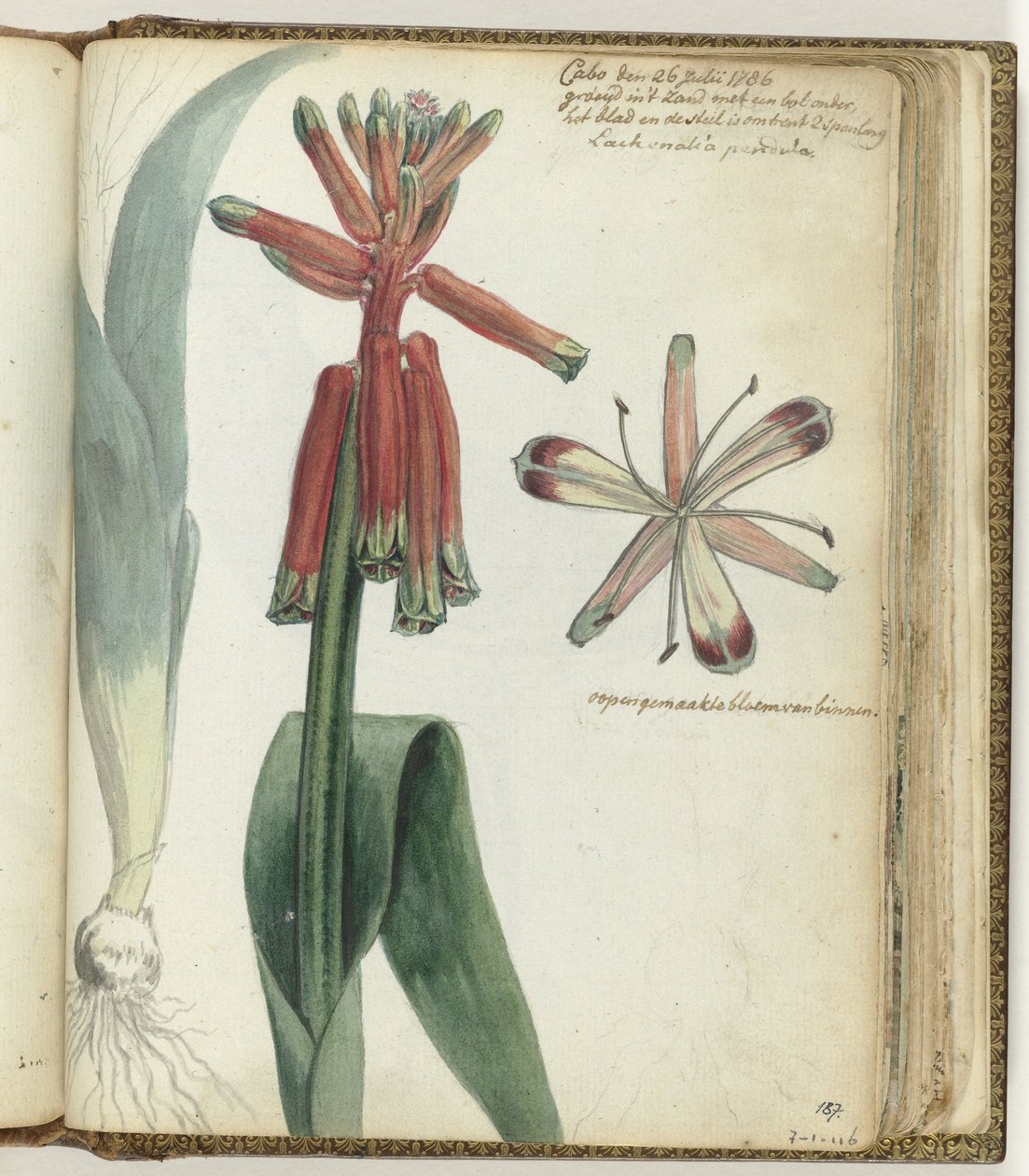 Fleur du Cap - Jan Brandes