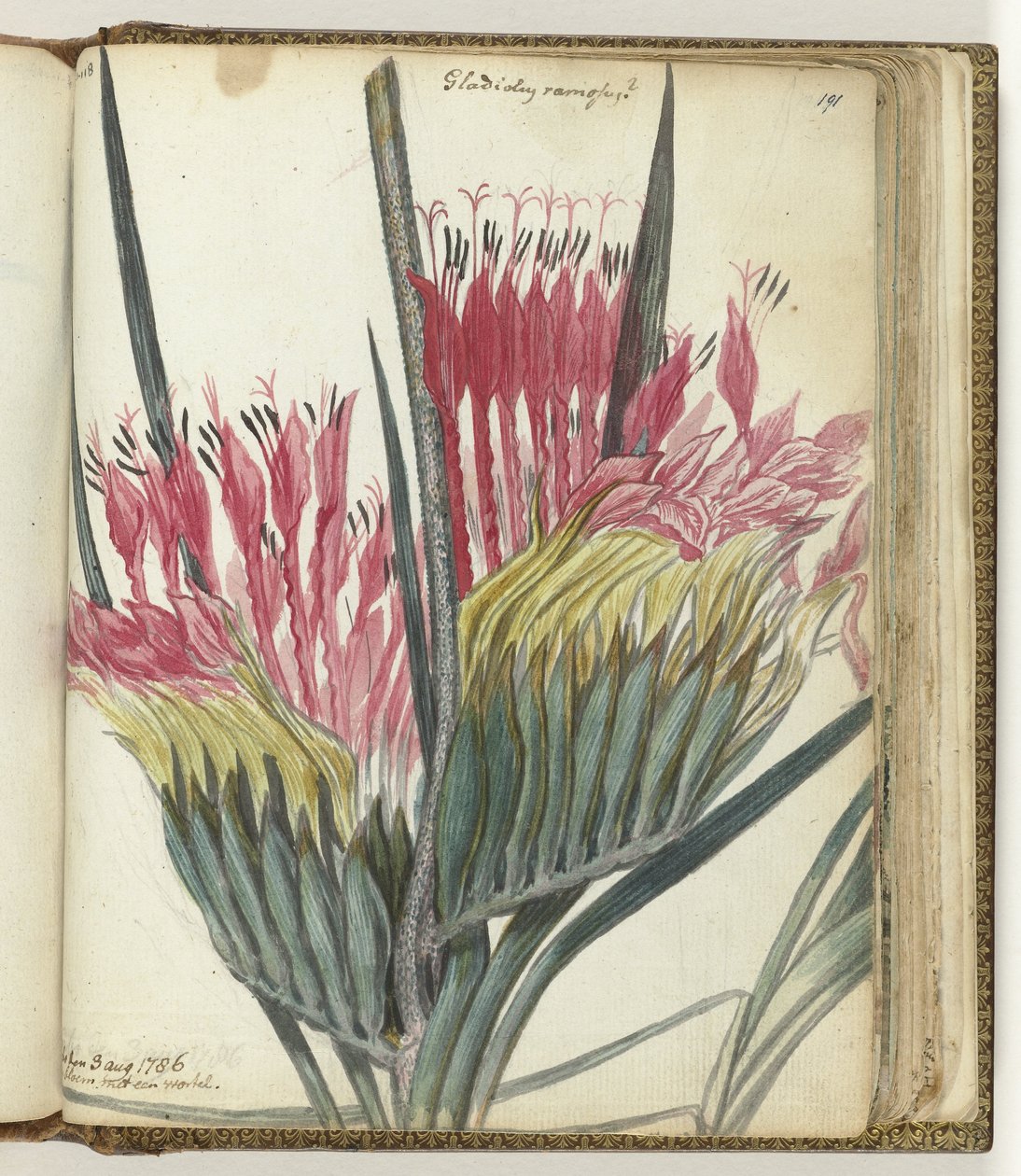 Fleur du Cap - Jan Brandes