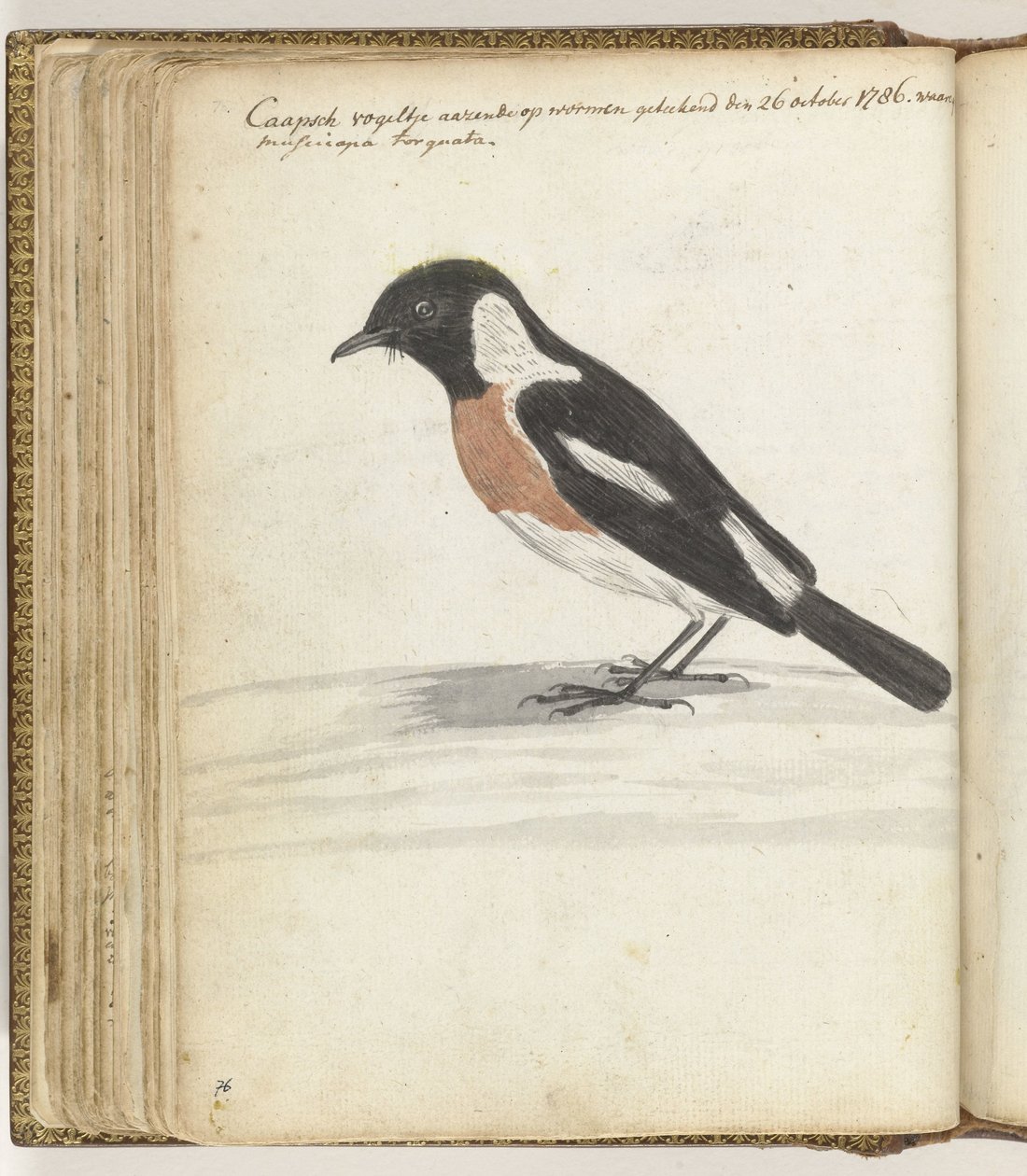 Oiseau du Cap - Jan Brandes