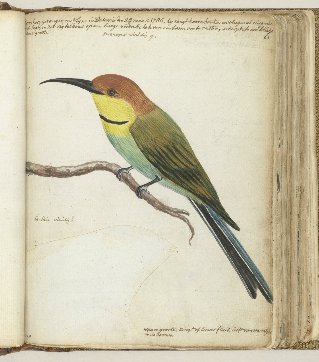 Petit oiseau sur une branche - Jan Brandes
