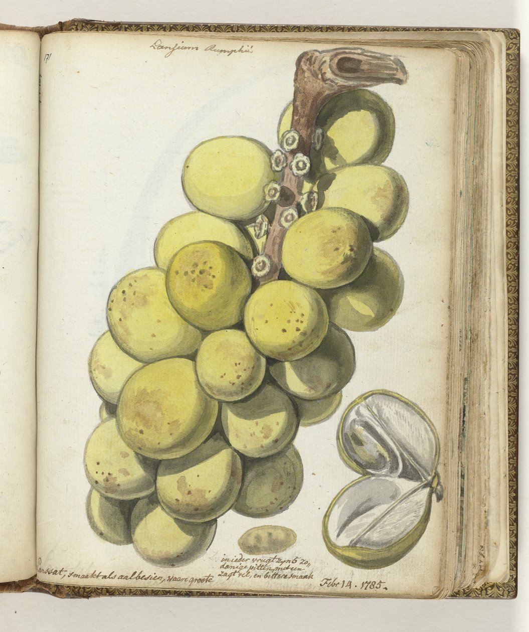 Lanssat, un fruit des Indes orientales - Jan Brandes