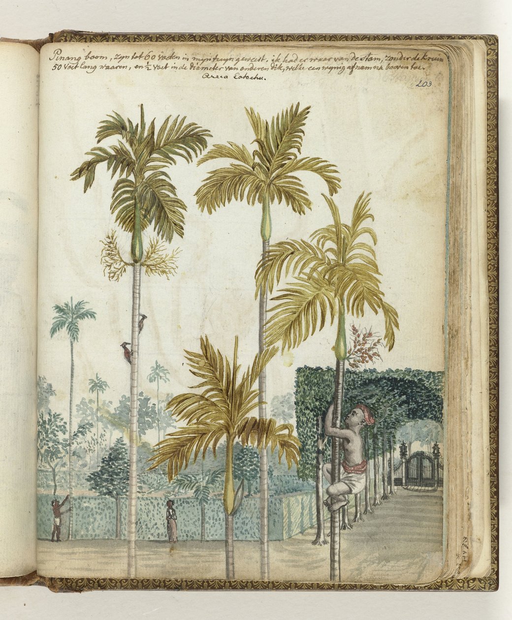 Palmiers pinang près du domaine - Jan Brandes