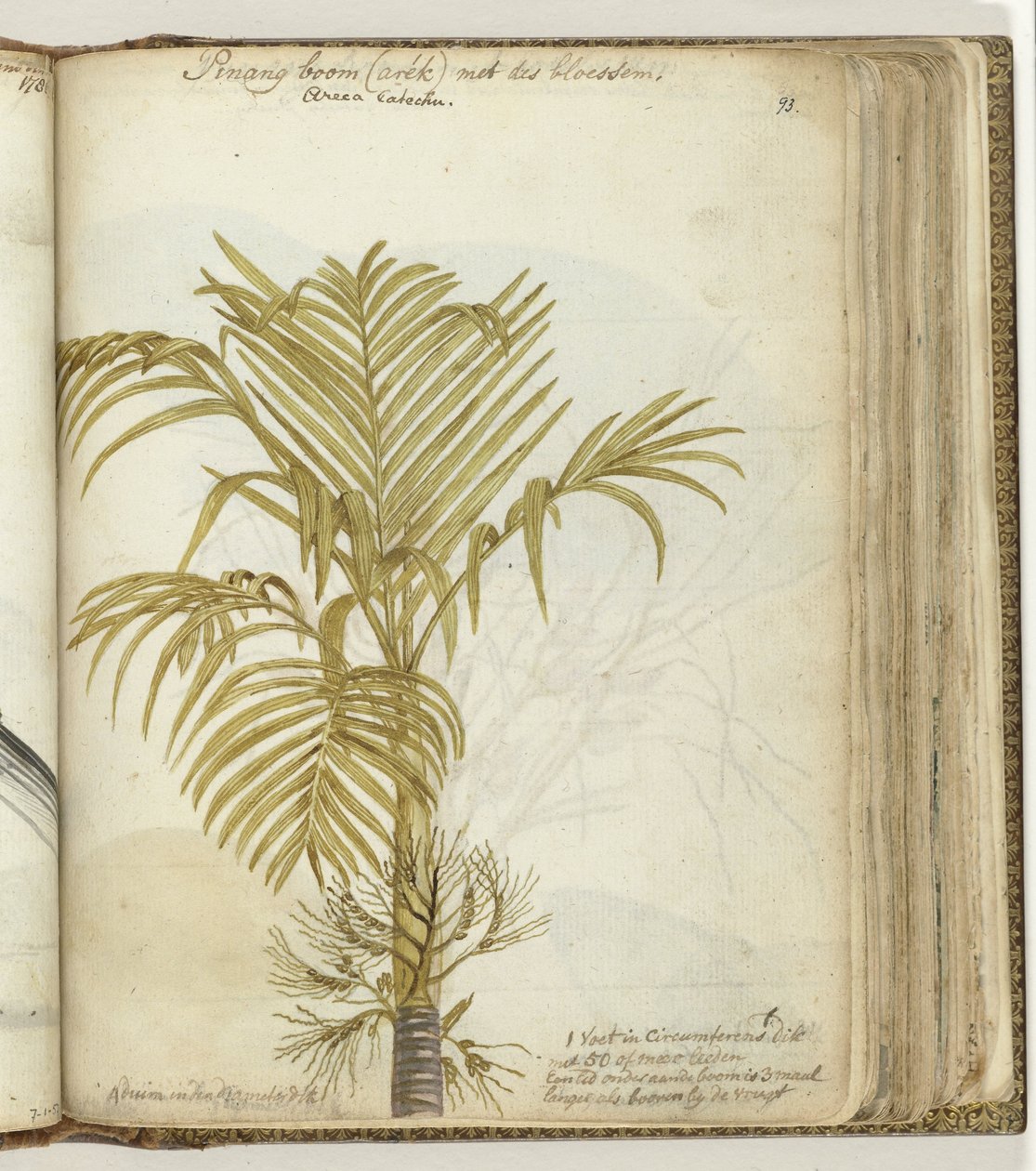 Palmier pinang - Jan Brandes