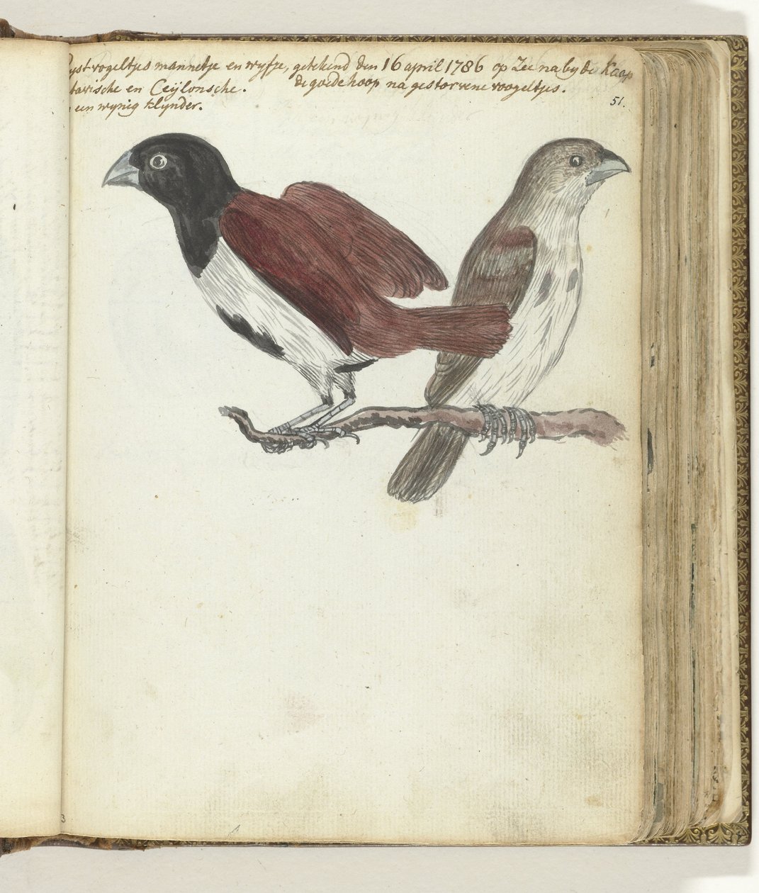 Petits oiseaux de riz - Jan Brandes