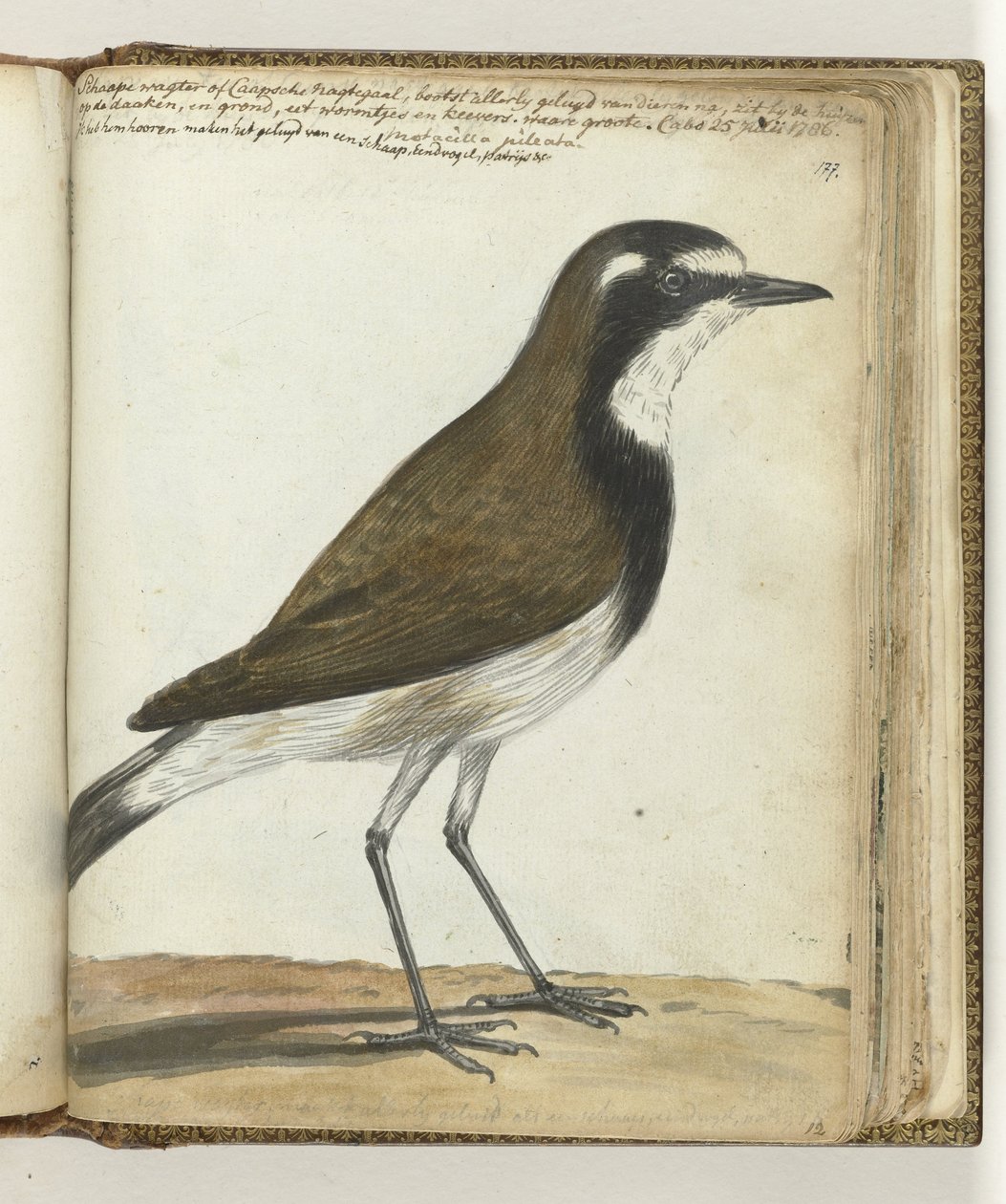 Oiseau-mouton ou rossignol du Cap - Jan Brandes