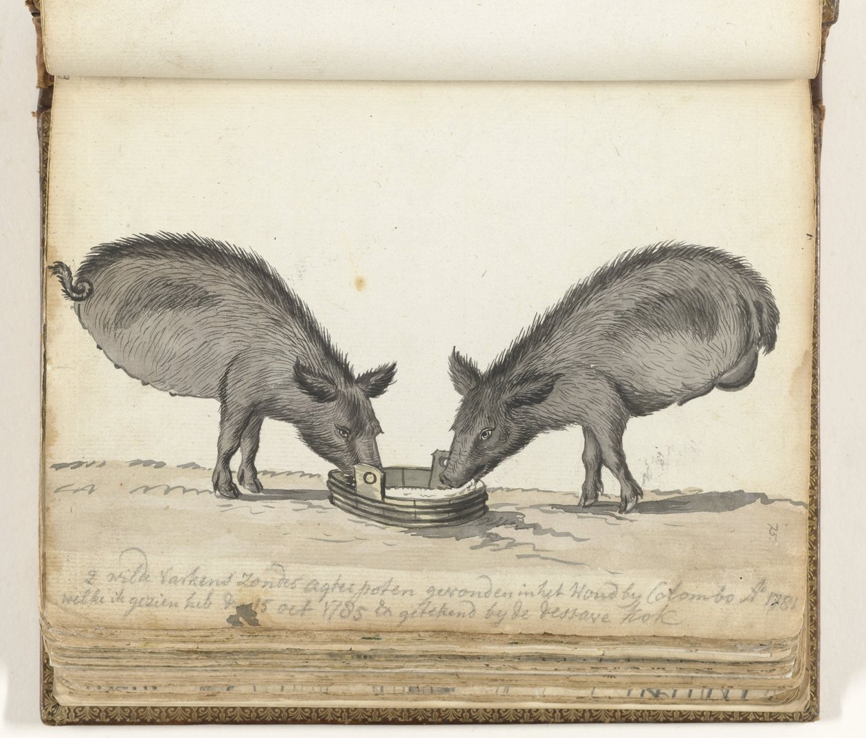 Cochons sans pattes arrière près de la mangeoire - Jan Brandes