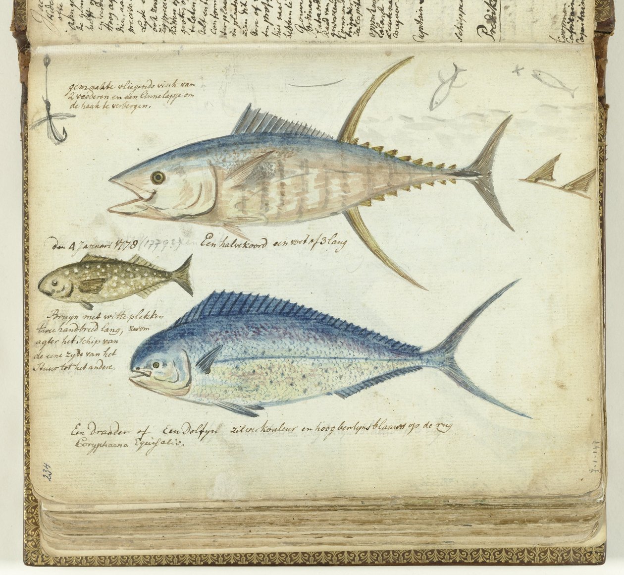 Poissons de mer - Jan Brandes