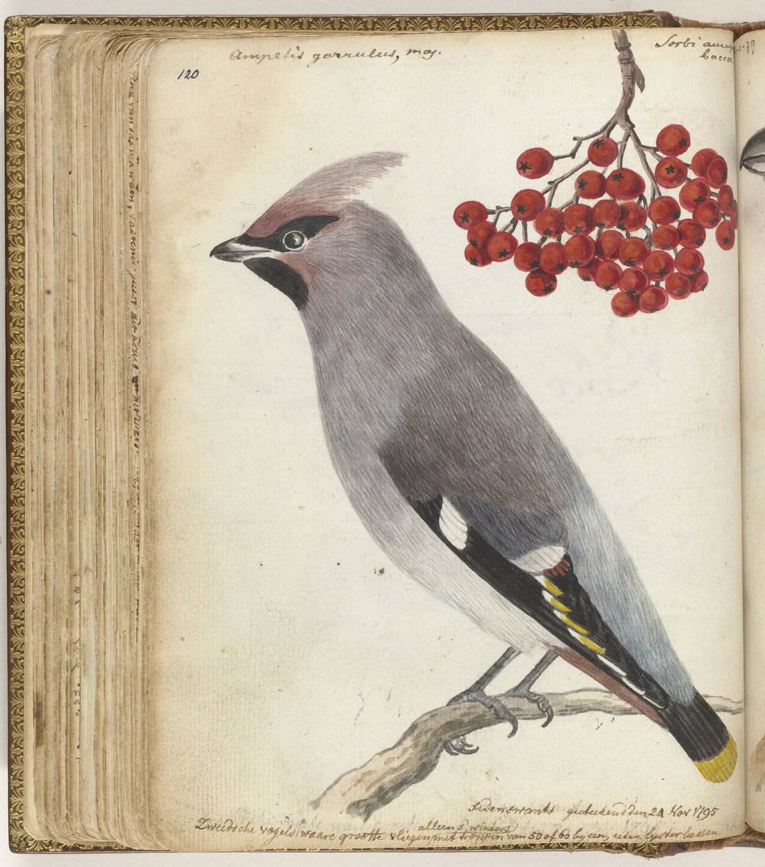 Oiseau suédois - Jan Brandes